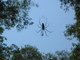 Spider, Fog Dam Conservation Reserve